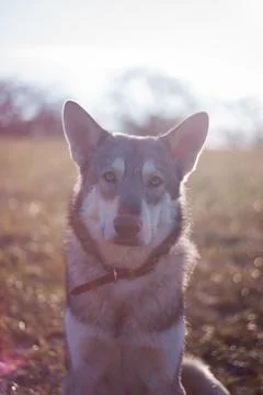 Saarloos Wolfhond Stock Photos
