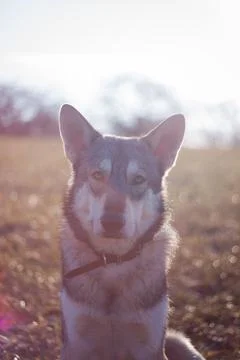 Saarloos Wolfhond Stock Photos