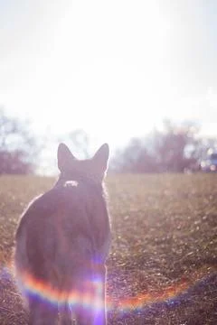Saarloos Wolfhond Stock Photos