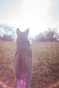 Saarloos Wolfhond Stock Photos