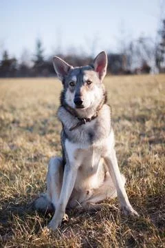 Saarloos Wolfhond Stock Photos