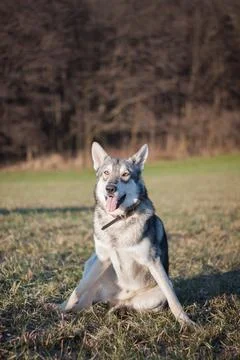 Saarloos Wolfhond Stock Photos