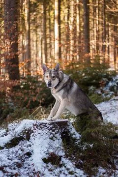 Saarloos Wolfhond Stock Photos