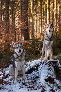 Saarloos Wolfhond Stock Photos