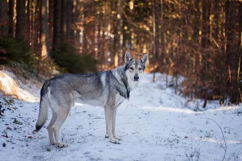 Saarloos Wolfhond Stock Photos