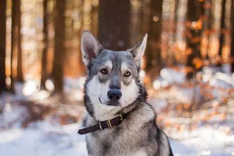 Saarloos Wolfhond Stock Photos