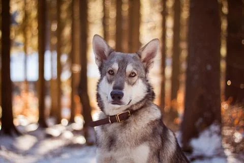 Saarloos Wolfhond Stock Photos