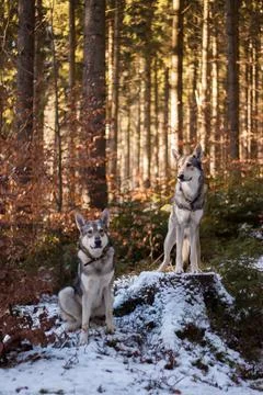 Saarloos Wolfhond Stock Photos