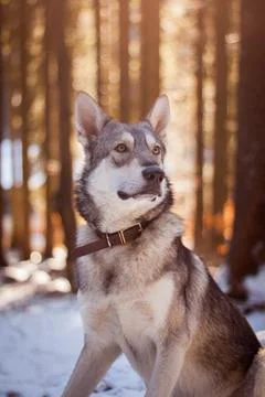 Saarloos Wolfhond Stock Photos