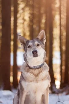 Saarloos Wolfhond Stock Photos