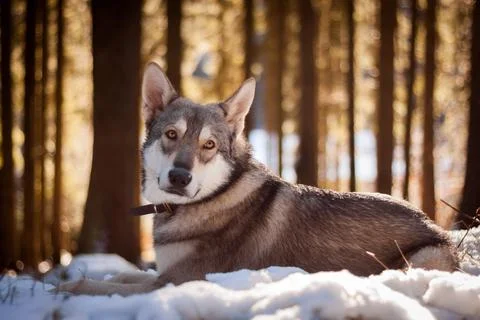 Saarloos Wolfhond Stock Photos