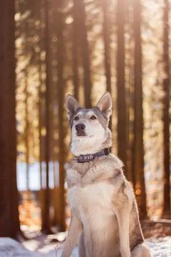 Saarloos Wolfhond Stock Photos
