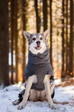Saarloos Wolfhond Stock Photos