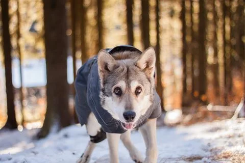 Saarloos Wolfhond Stock Photos