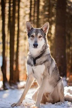 Saarloos Wolfhond Stock Photos