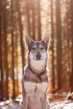 Saarloos Wolfhond Stock Photos