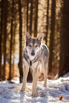 Saarloos Wolfhond Stock Photos