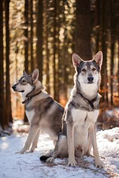Saarloos Wolfhond Stock Photos