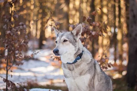 Saarloos Wolfhond Stock Photos