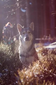 Saarloos Wolfhond Stock Photos