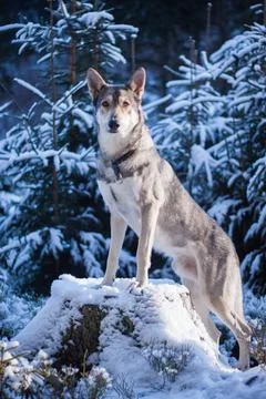 Saarloos Wolfhond Stock Photos