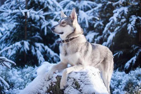 Saarloos Wolfhond Stock Photos