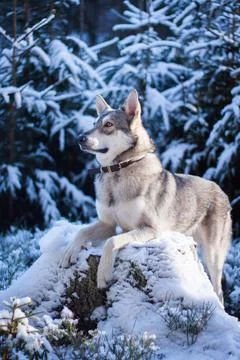 Saarloos Wolfhond Stock Photos