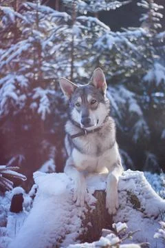 Saarloos Wolfhond Stock Photos