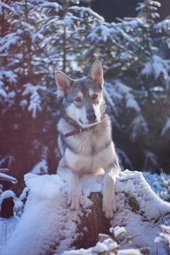 Saarloos Wolfhond Stock Photos