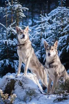 Saarloos Wolfhond Stock Photos