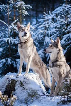 Saarloos Wolfhond Stock Photos