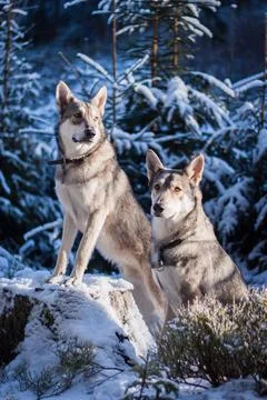 Saarloos Wolfhond Stock Photos