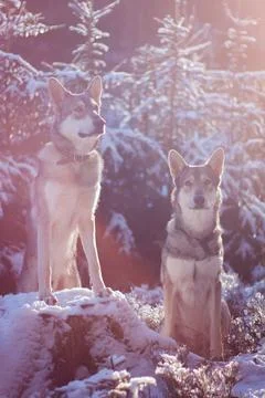 Saarloos Wolfhond Stock Photos
