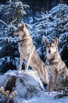Saarloos Wolfhond Stock Photos