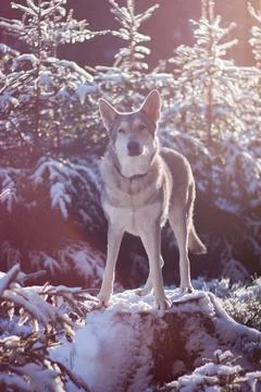 Saarloos Wolfhond Stock Photos