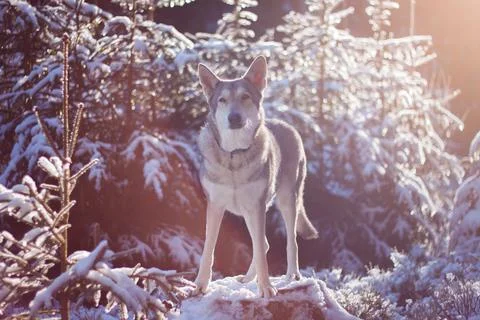 Saarloos Wolfhond Stock Photos