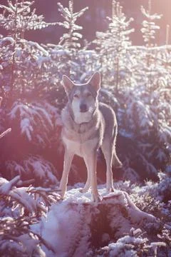 Saarloos Wolfhond Stock Photos