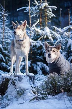 Saarloos Wolfhond Stock Photos