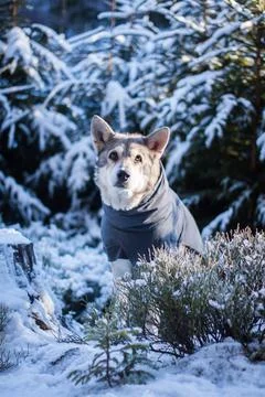 Saarloos Wolfhond Stock Photos