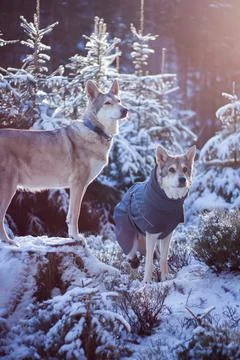 Saarloos Wolfhond Stock Photos