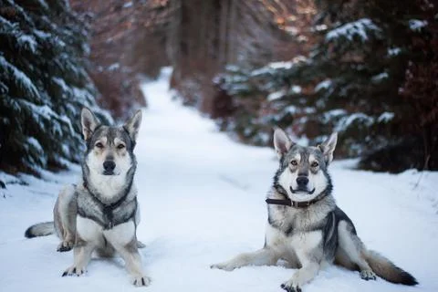 Saarloos Wolfhond Stock Photos
