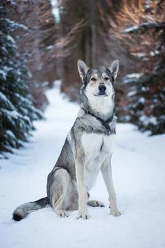 Saarloos Wolfhond Stock Photos