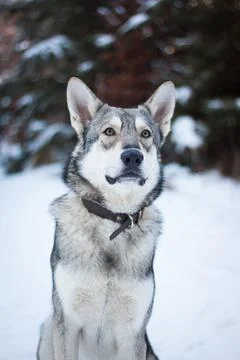 Saarloos Wolfhond Stock Photos