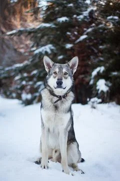 Saarloos Wolfhond Stock Photos
