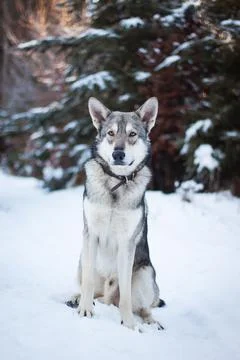 Saarloos Wolfhond Stock Photos