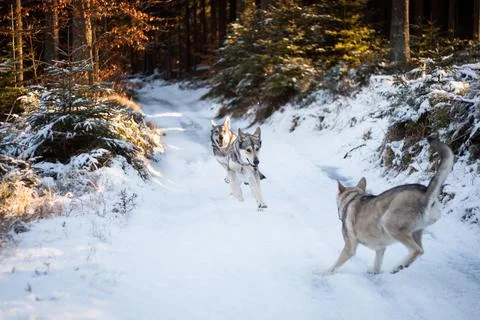 Saarloos Wolfhond Stock Photos