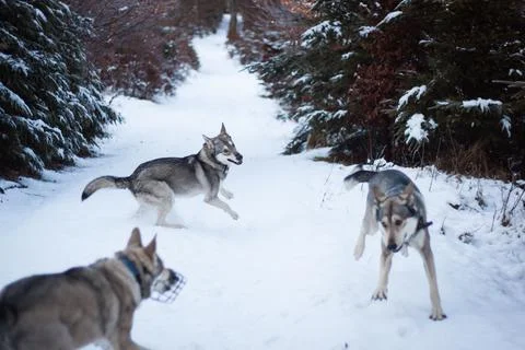 Saarloos Wolfhond Stock Photos