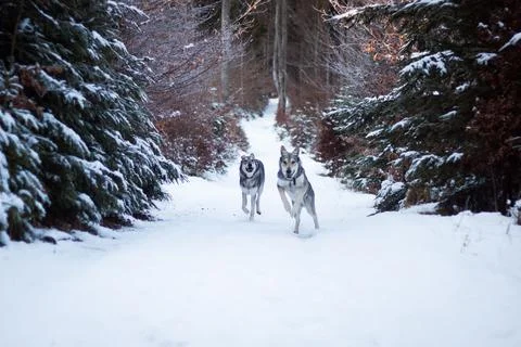 Saarloos Wolfhond Stock Photos