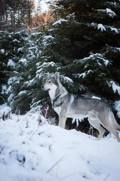 Saarloos Wolfhond Stock Photos