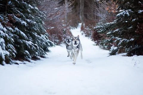 Saarloos Wolfhond Stock Photos